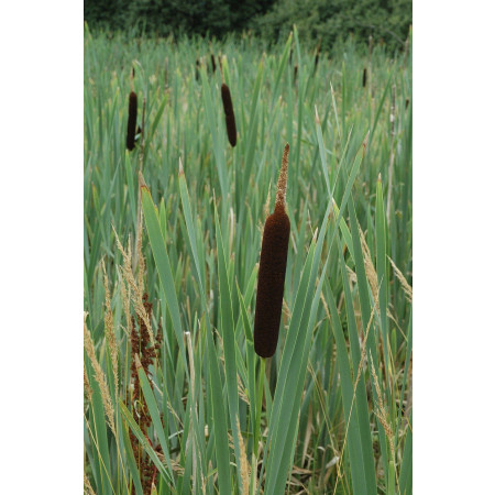 Breitblättriger Rohrkolben-Typha latifolia 100 Samen 