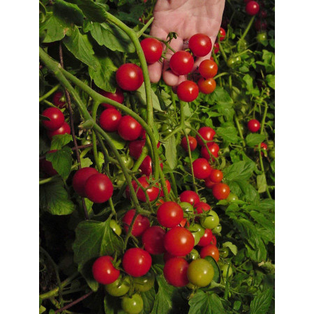 Tomaten Samen gnstig kaufen / Riesen Auswahl an Tomatenraritten | Saatgut  aus der ganzen Welt
