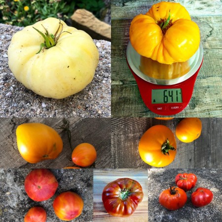 Bunter  Beefsteak Tomaten Mix 20 Samen