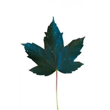 Bergahorn  -acer pseudoplatanus- 1000 Samen