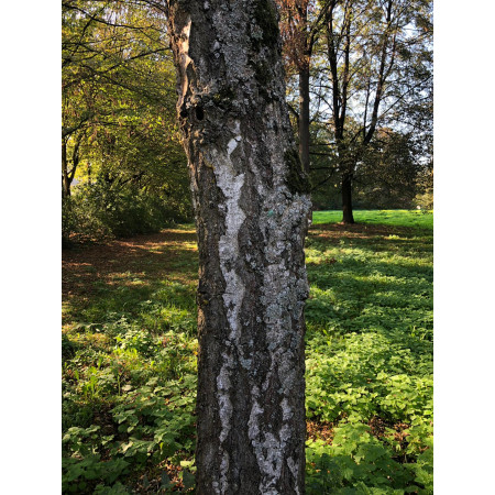 schmale künstliche tannenbäume Künstlicher schmaler Weihnachtsbaum PVC 1101 SLIM – 240 cm