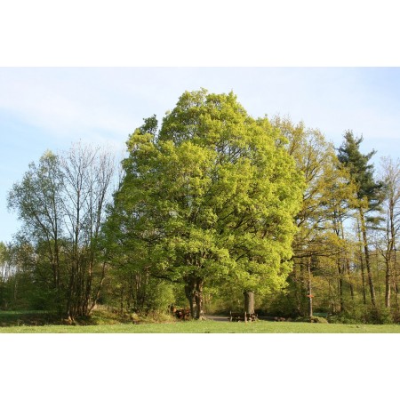 Feldahorn -Acer campestre- 50 Samen