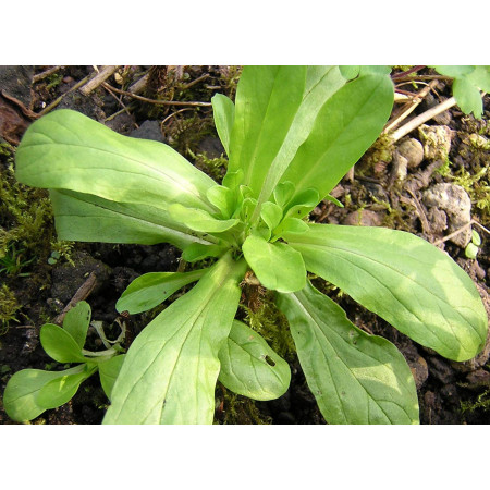 Feldsalat -Valerianella locusta- 200 Samen
