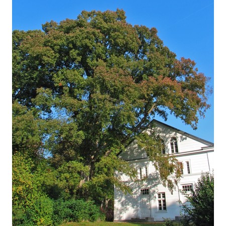 Feldulme -ulmus minor- 50 Samen