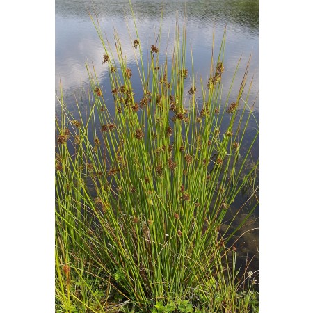 Flatter-Binse (Juncus effusus) 100+ Samen