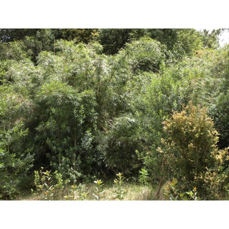 Paramo-Bambus -Chusquea subtessellata- 10 Samen 