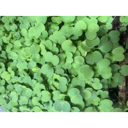 Rucola -Rauke- 2500 Samen