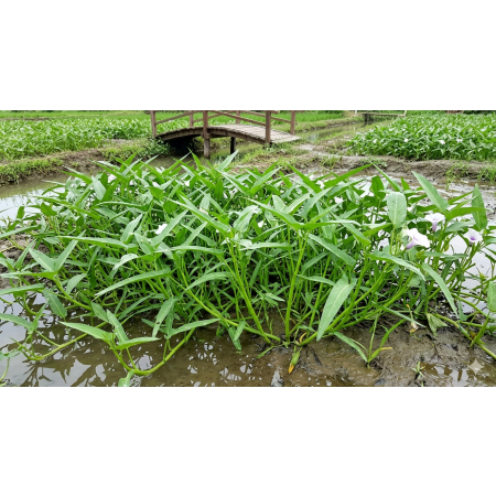 Wasserspinat -Ipomoea aquatica- 50 Samen
