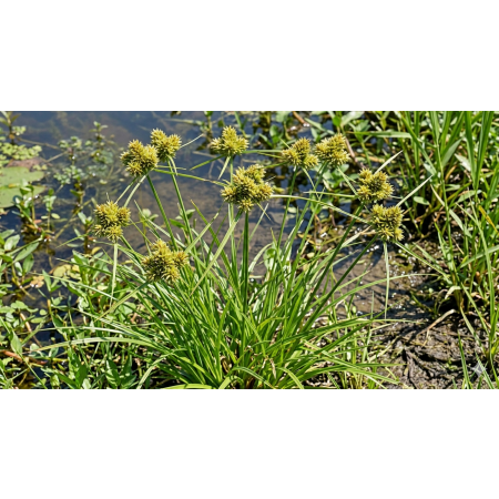 Cyperus aggregatus 20 Samen