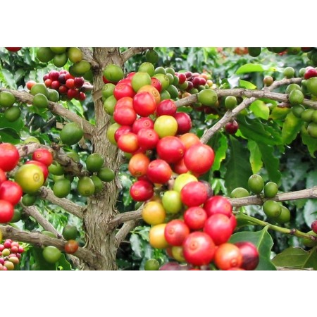 Arabischer Kaffee- -Coffea arabica- 100 Samen