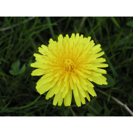 Löwenzahn -Taraxacum- 500 Samen