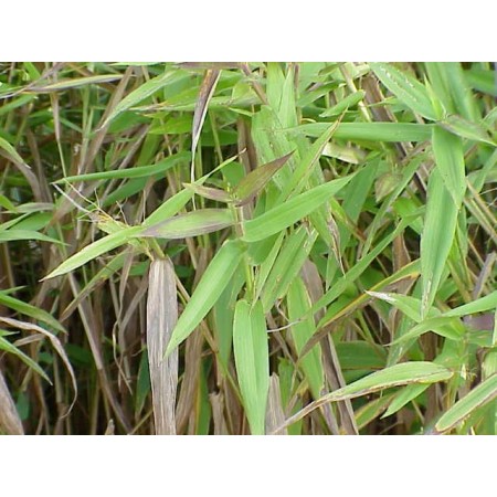 Bambus Hirse, Hirschzungenrispenhirse -panicum clandestinum- 20 Samen