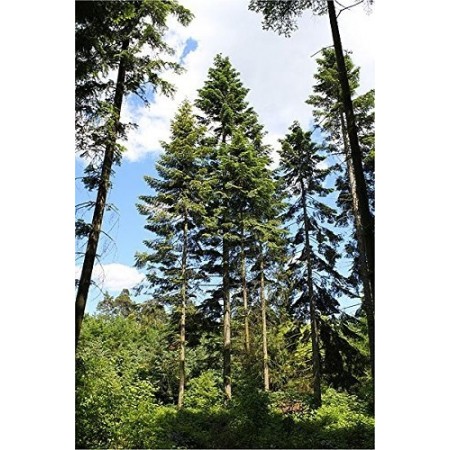 1000 Samen -Abies grandis- Riesen Küsten Tanne 