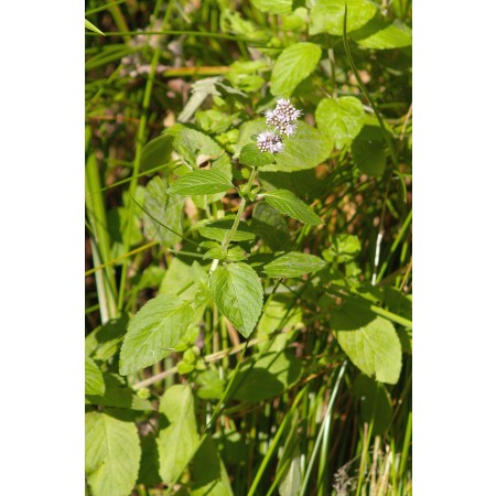 Wasserminze (Mentha aquatica) 100 Samen