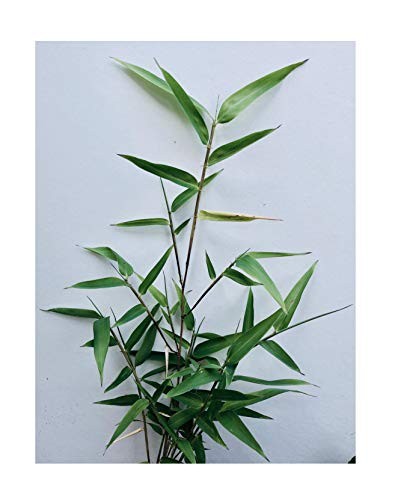 cactus pitaya (On Backorder) Dragon Fruit Cactus Plant