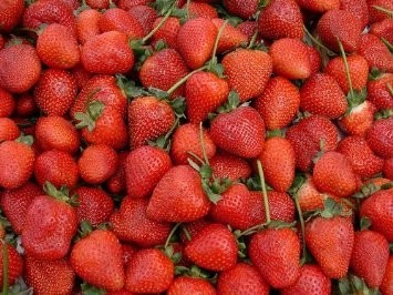 Erdbeere Grofruchtig 1500+ Samen | Saatgut aus der ganzen Welt
