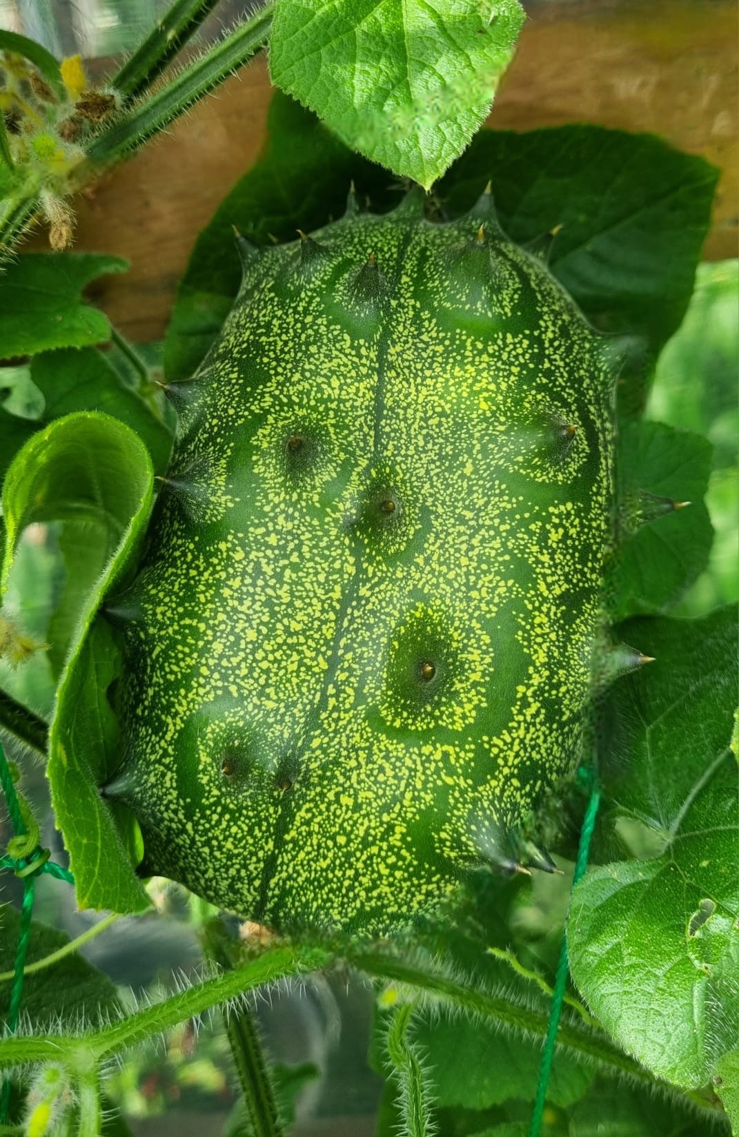 Kiwano -Cucumis metuliferus- 100 Samen | Saatgut aus der ganzen Welt