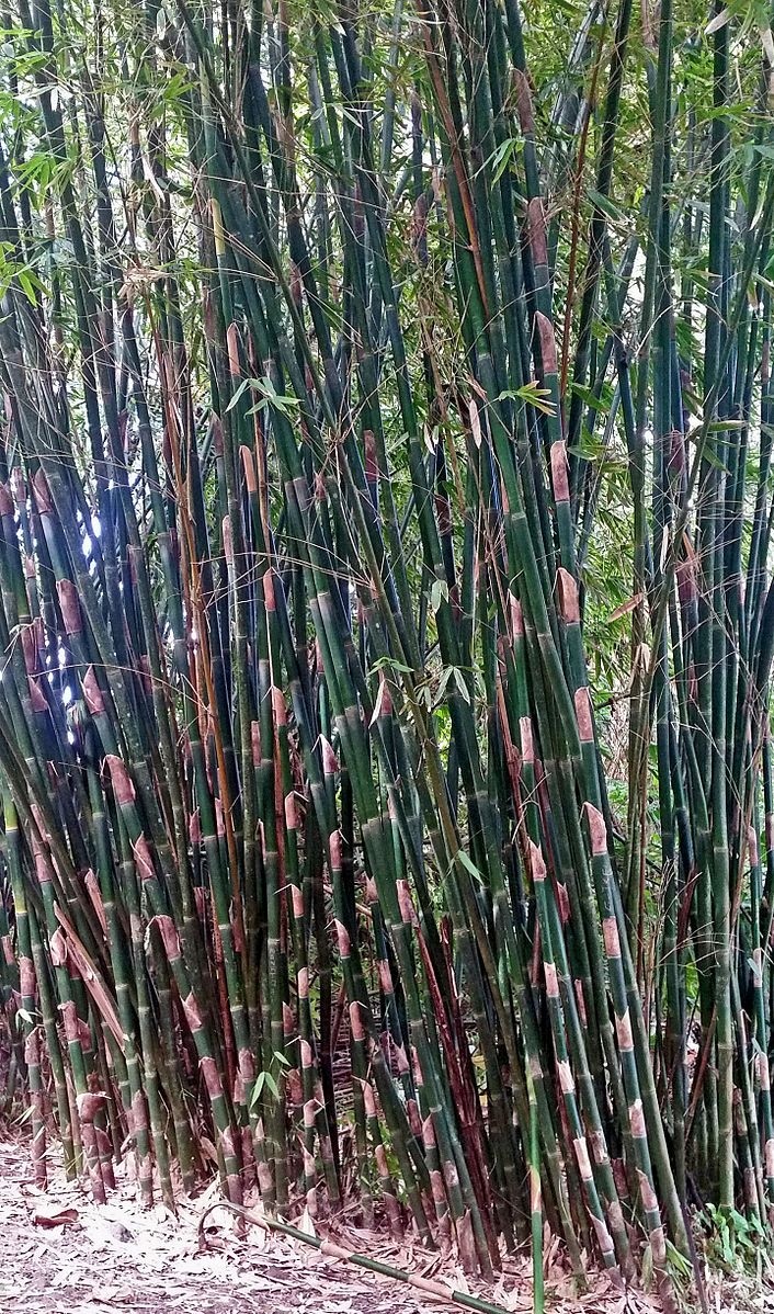 Tropischer Bambus (Funghom schizostachyum) Samen bestellen / Jetzt  einkaufen | Saatgut aus der ganzen Welt