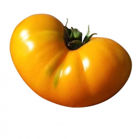 10 Samen Tomate Alicante