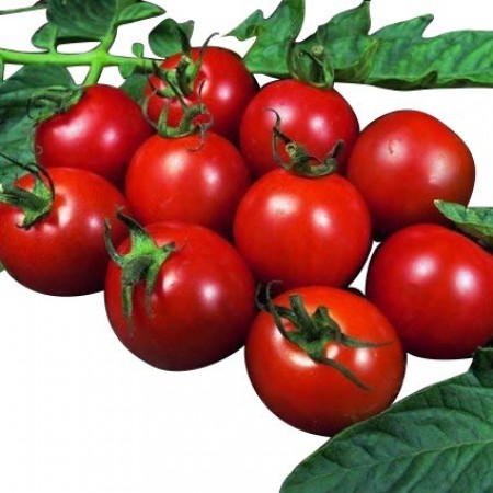 10 Samen Tomate Alicante