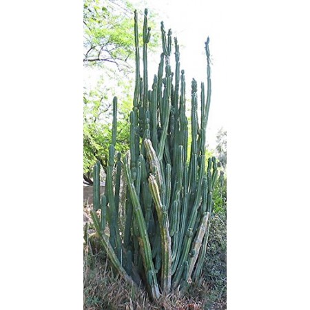 eukalyptus knstlich kaufen Knstlicher Eukalyptus