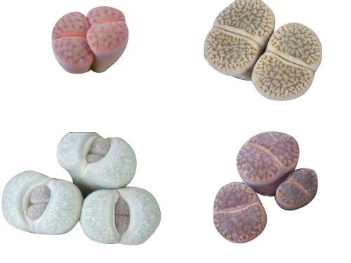 20 Samen Lithops Mix ***Lebende Steine*** Viele bunte Arten