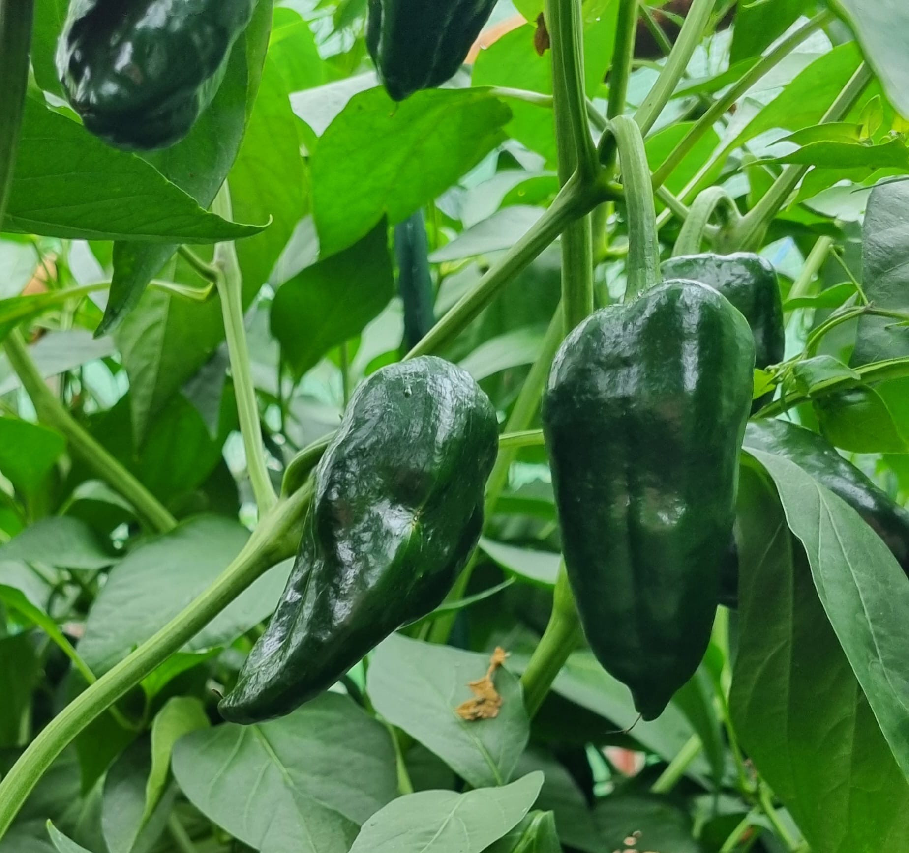 Pimientos de Padrn Chili Samen kaufen / Die Bratpepperoni Nr. 1 | Saatgut  aus der ganzen Welt